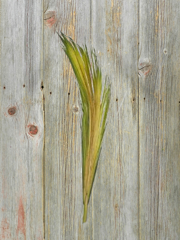 EASTER PALM BUDS